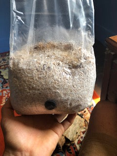 Magic Mushroom Kit: Learn How to Grow Your Own and What to Know