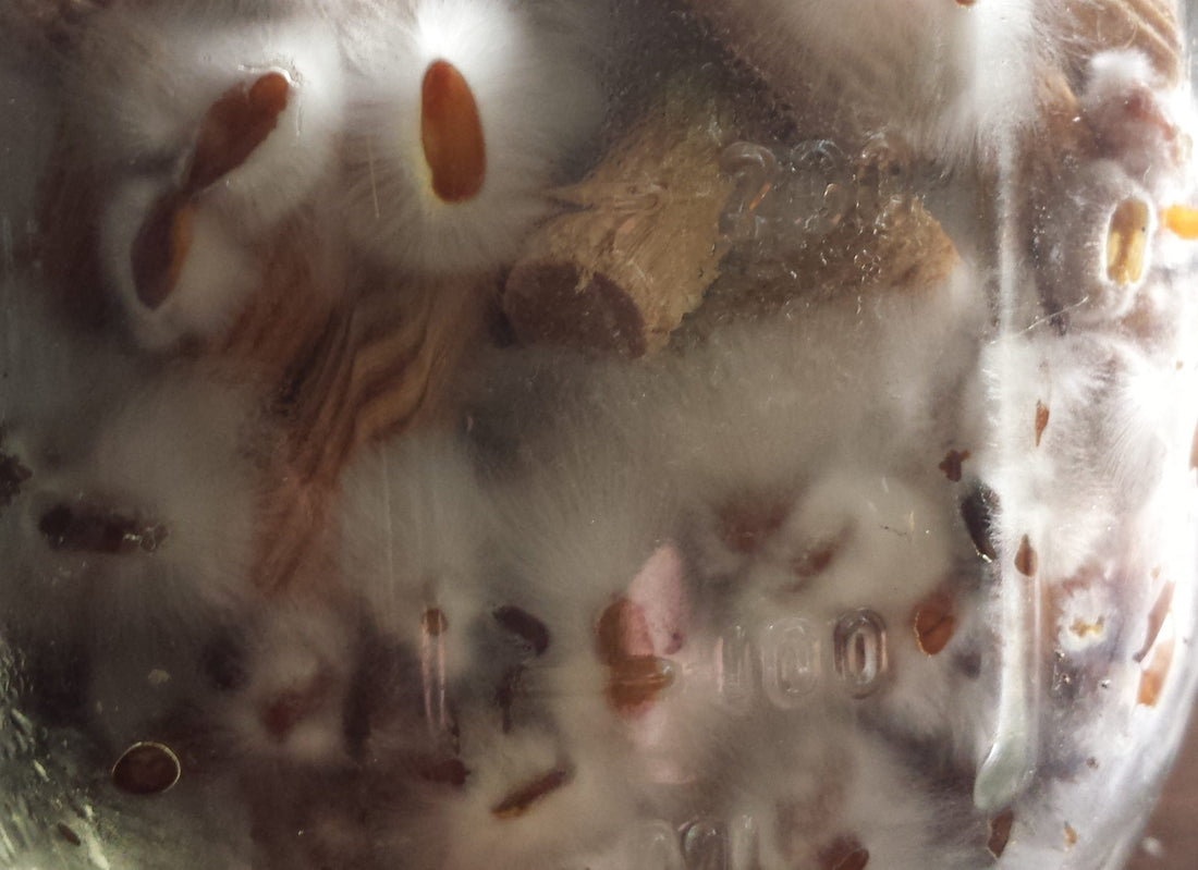 Discover Mycology Supplies You Can Use to Learn and Grow!