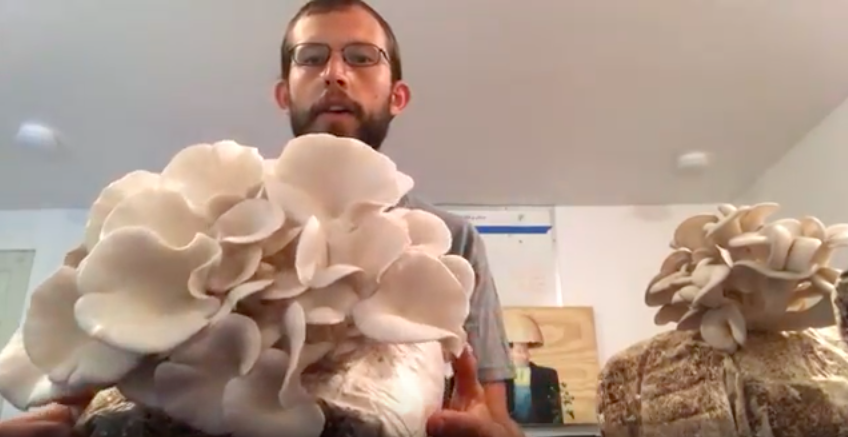 Grow Your Own Mushrooms Kit: Bringing Fungi Into Your Home