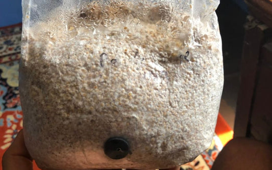 Mushroom Grain Spawn: Learn, Buy or Make Your Own