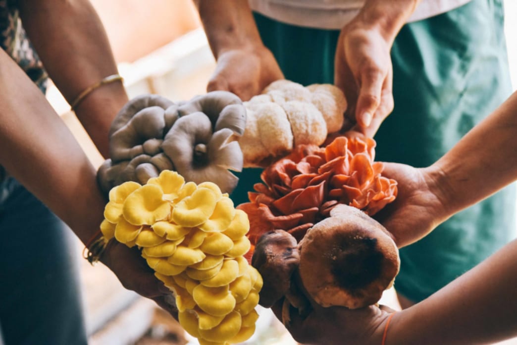 The All-In-One Mushroom Grow Bag Has Everything You Need