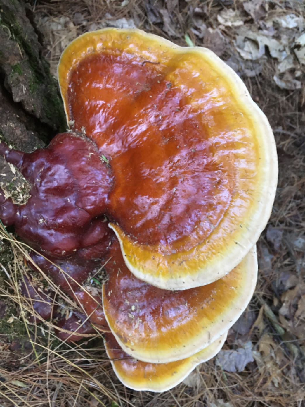 Growing Reishi Mushrooms on Logs, Stumps, and Supplemented Sawdust