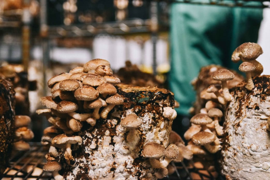 Grow Your Own Mushrooms at Home with Our Help