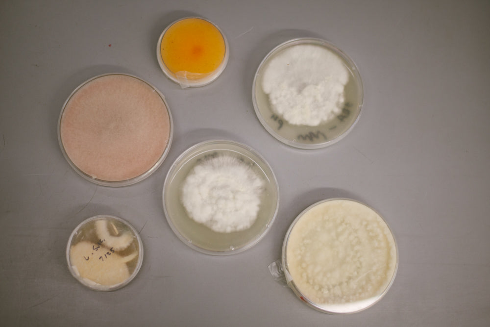 what is mycelium