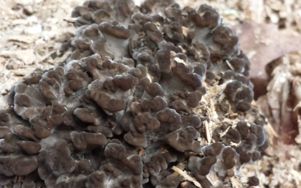 Learn About Hen of the Woods Mushroom & Grow Your Own at Home