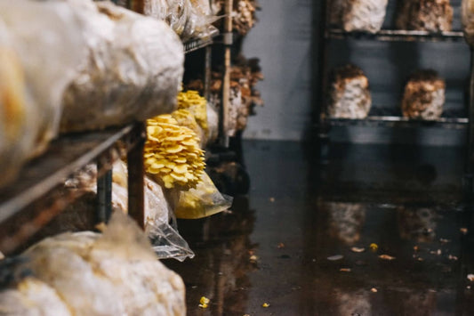 How to Start Mushroom Cultivation: Low-Tech to Small-Scale Farming