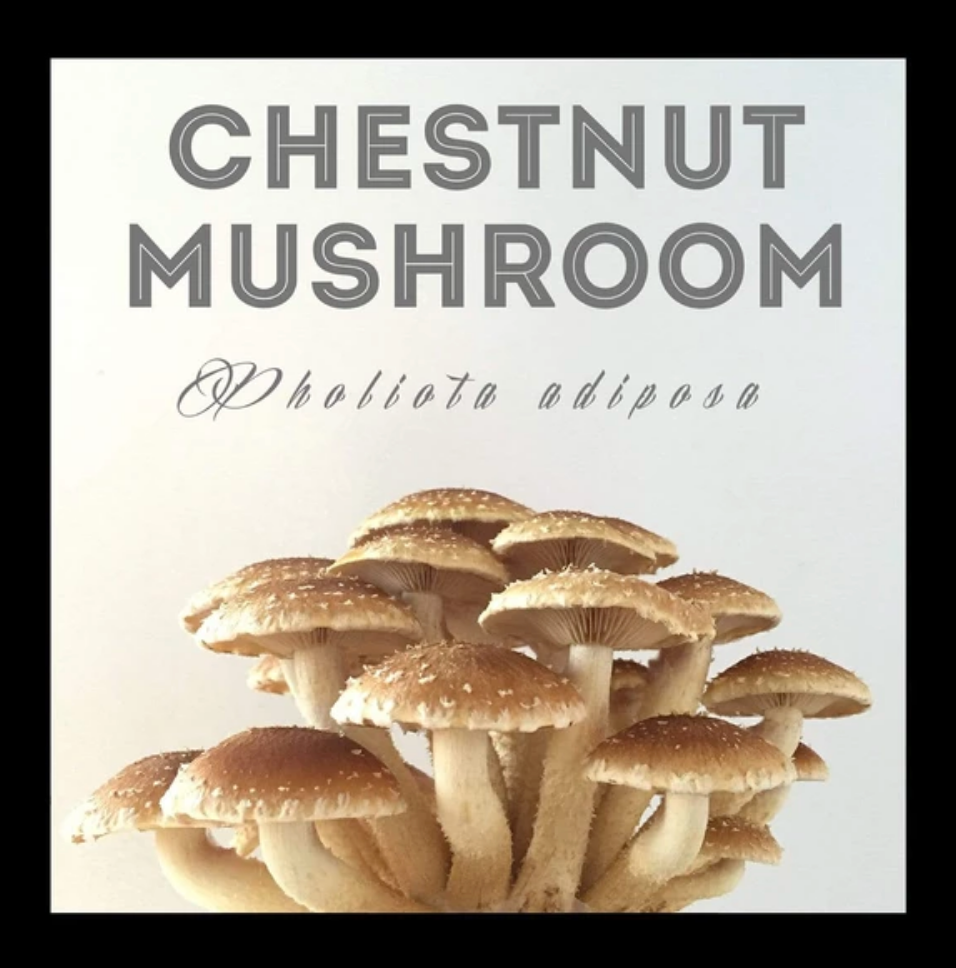 Chestnut Mushroom Grain Spawn
