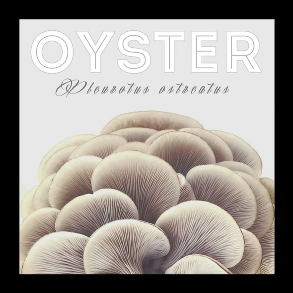 Blue Oyster Mushroom Grain Spawn