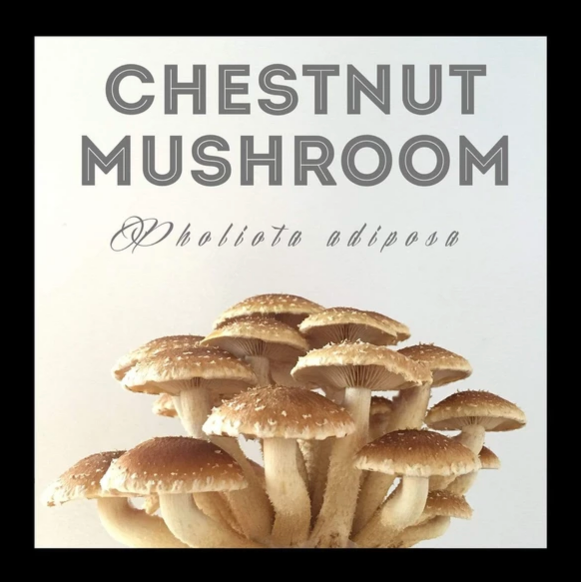 Chestnut Mushroom Sawdust Spawn