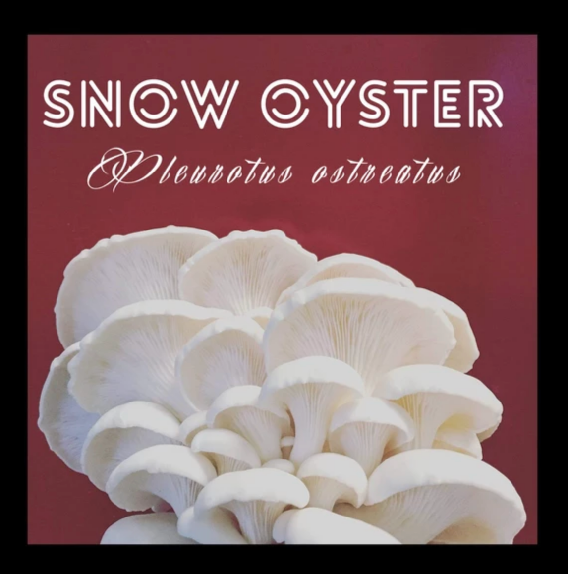 Snow Oyster Mushroom Plugs