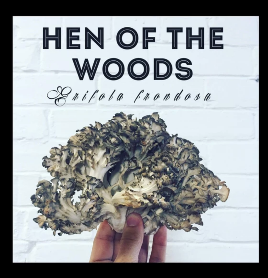Hen Woods Mushroom Sawdust Spawn