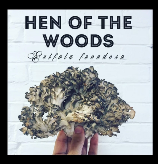 Hen of the Woods Mushroom Plugs