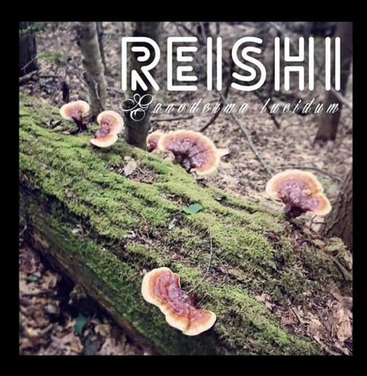 Reishi Mushroom Plugs