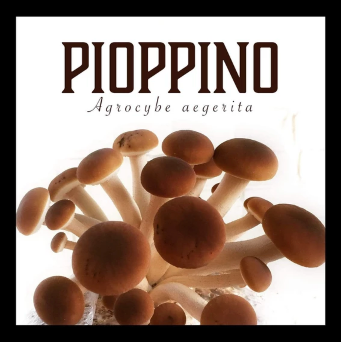 Pioppino Mushroom Grain Spawn