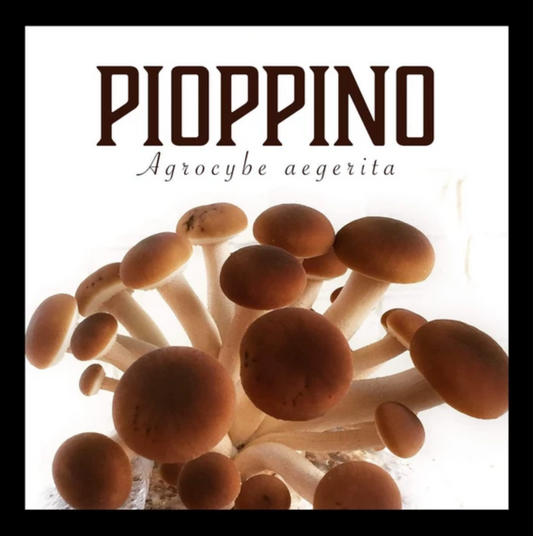 Pioppino Mushroom Grain Spawn