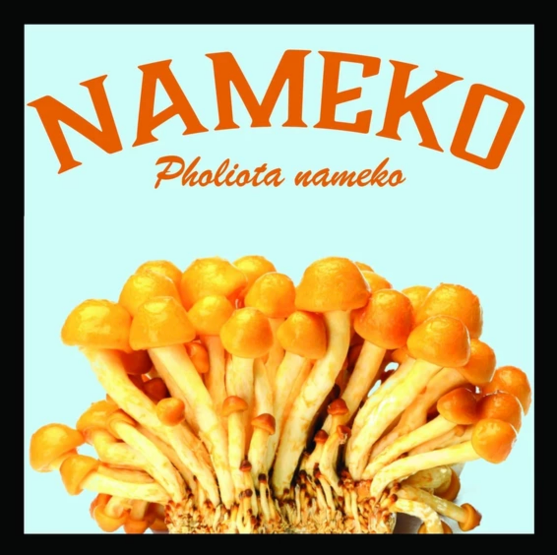 Nameko Sawdust Mushroom Spawn