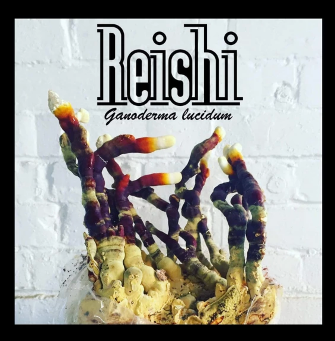 Reishi Mushroom Grain Spawn