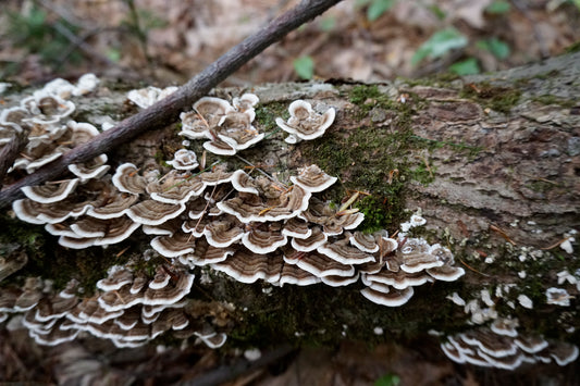 Medicinal Mushroom Online Class