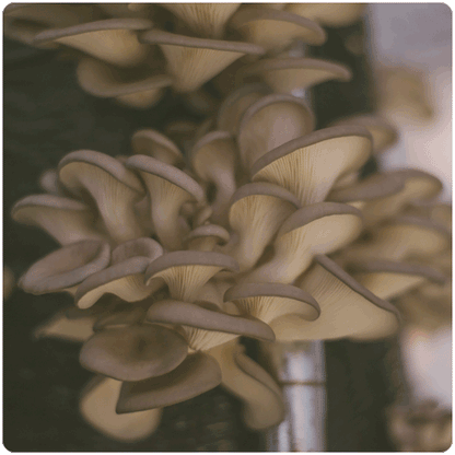 Fungi Ally Sawdust spawn approx 5 lbs