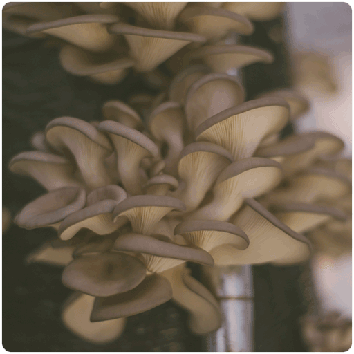 Blue Oyster Mushroom Plug Spawn