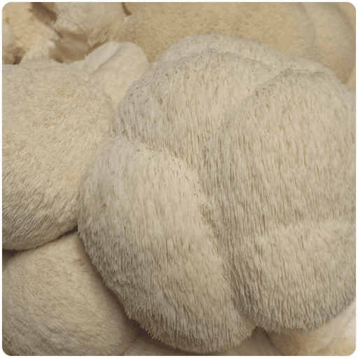 Lion's mane (Sawdust Spawn)