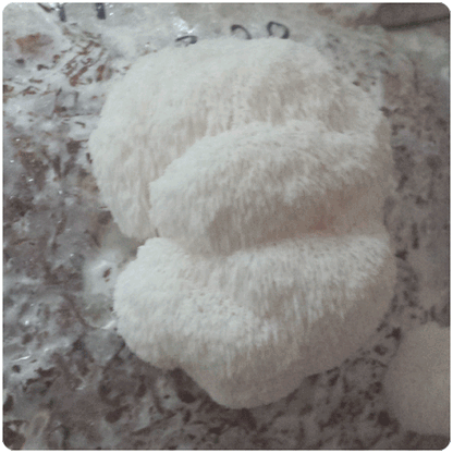 Fungi Ally Sawdust spawn approx 5 lbs