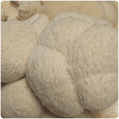 Fungi Ally Sawdust spawn approx 5 lbs