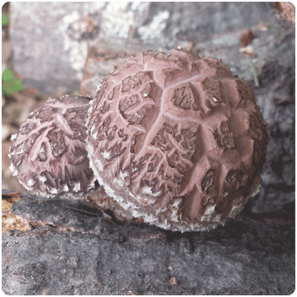 Fungi Ally Sawdust spawn approx 5 lbs