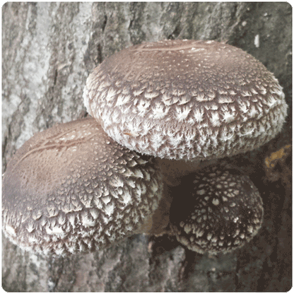 Fungi Ally Sawdust spawn approx 5 lbs