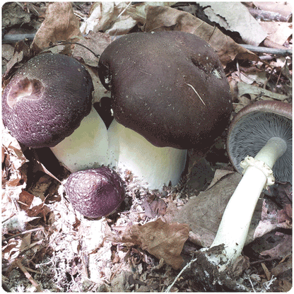 Fungi Ally Sawdust spawn approx 5 lbs