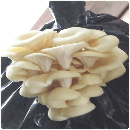 Fungi Ally Sawdust spawn approx 5 lbs