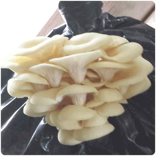 Yellow Oyster Mushroom Sawdust Spawn