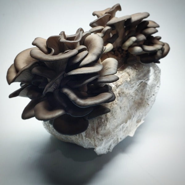 blue oyster mushroom growing kit