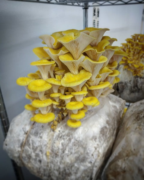 yellow oyster mushroom kit for sale