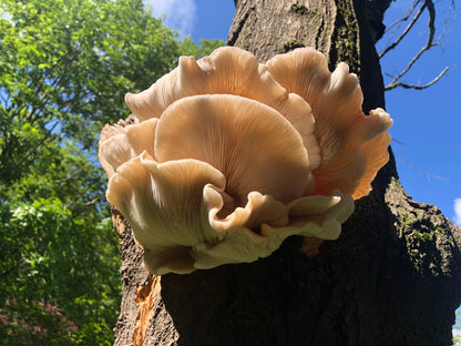 Free Cooking with Mushrooms Class with Chef Alan Bergo Monday Mar 27th 7PM EST