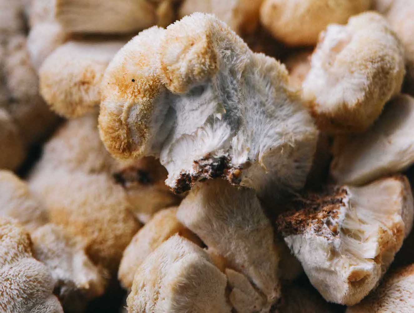 lion's mane mushroom kit