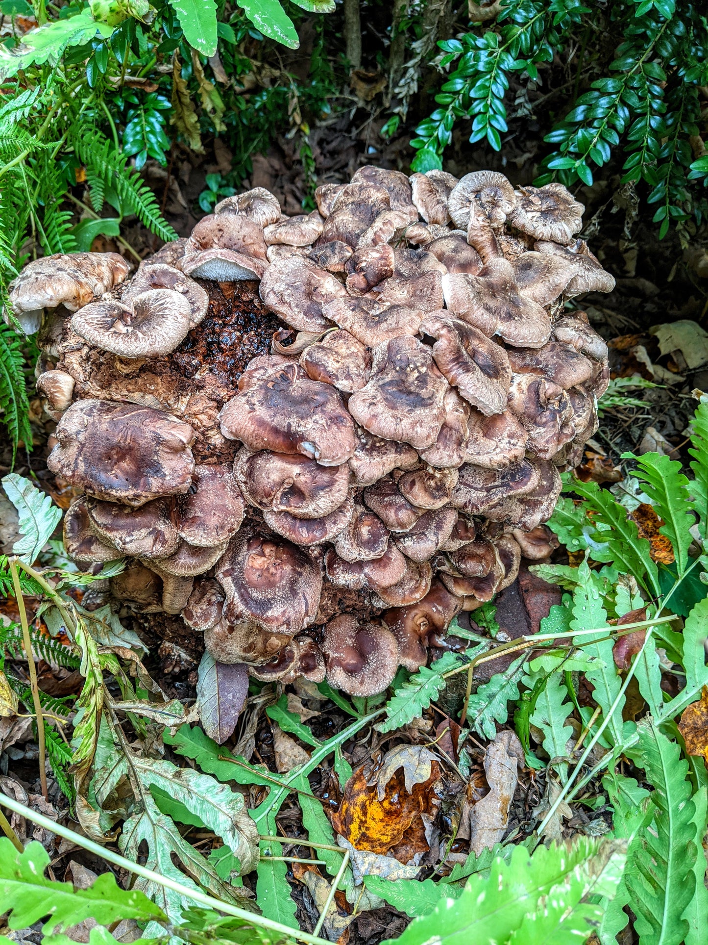 Shiitake Mushroom Grain Spawn