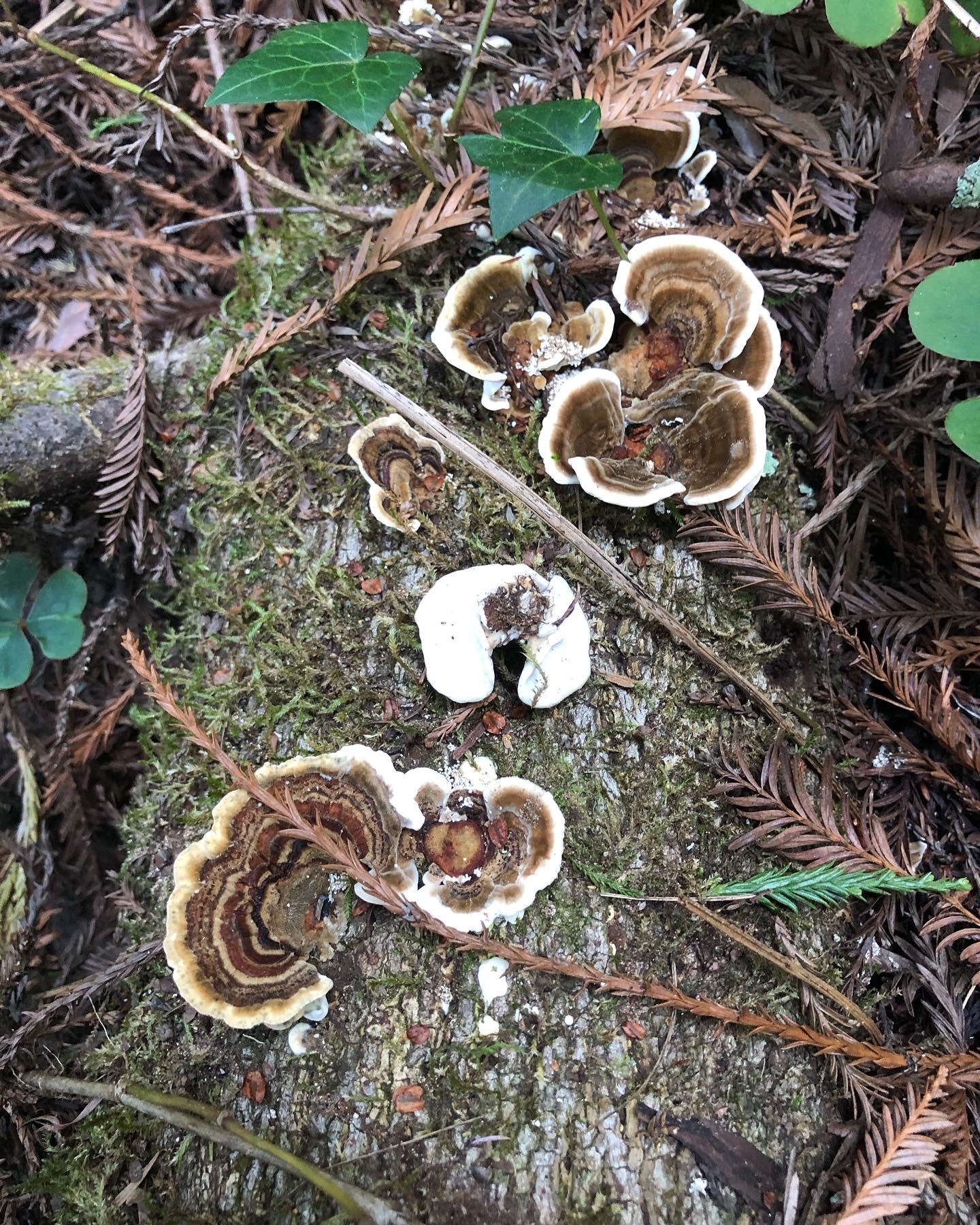 Bulk Turkey Tail 1 lb