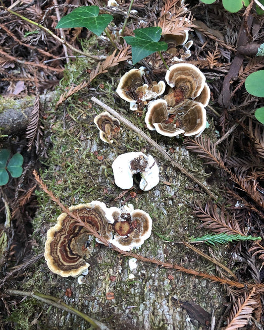 Bulk Turkey Tail 1 lb