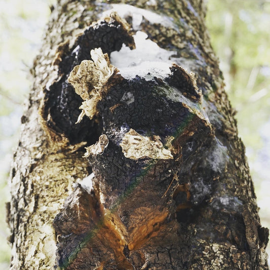 Bulk Chaga 1 lb