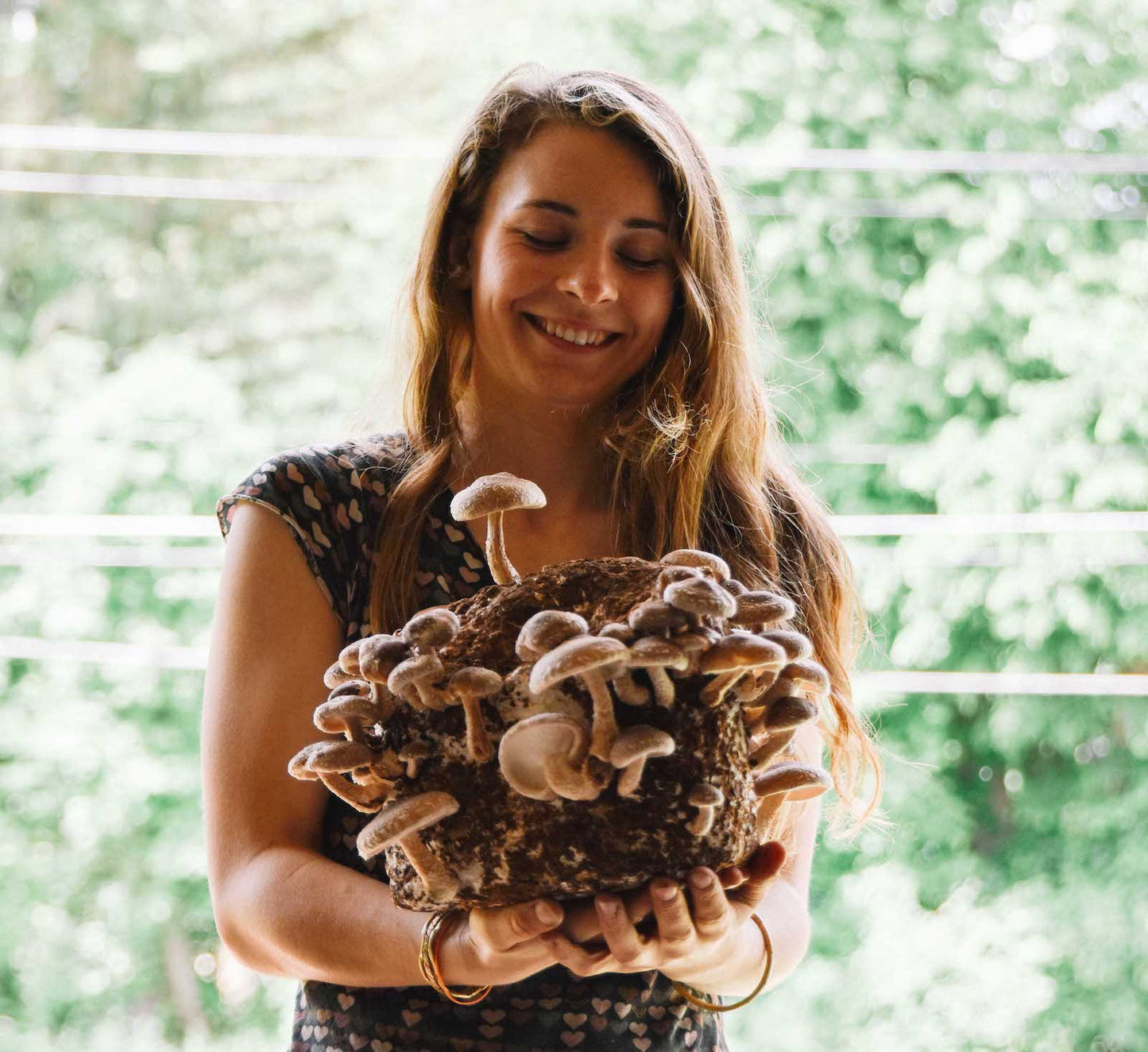 shiitake mushroom growing kit