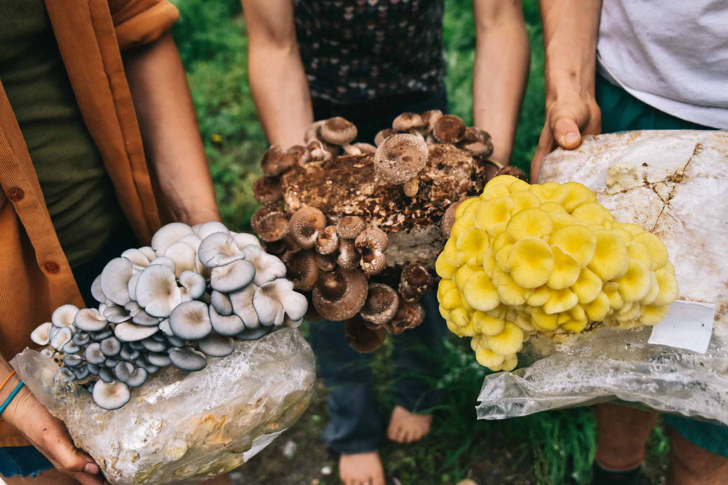 Emerging Mycologist Bundle (45% off) – Fungi Ally