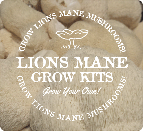 Lion's mane mushroom cultivation kit.