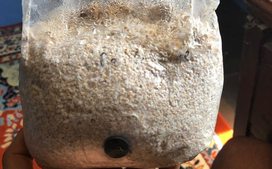 Shiitake 3790 Grain Spawn
