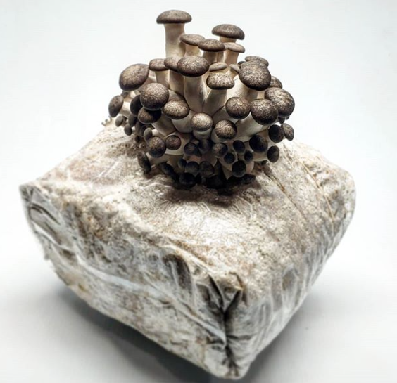 black pearl oyster mushroom kit