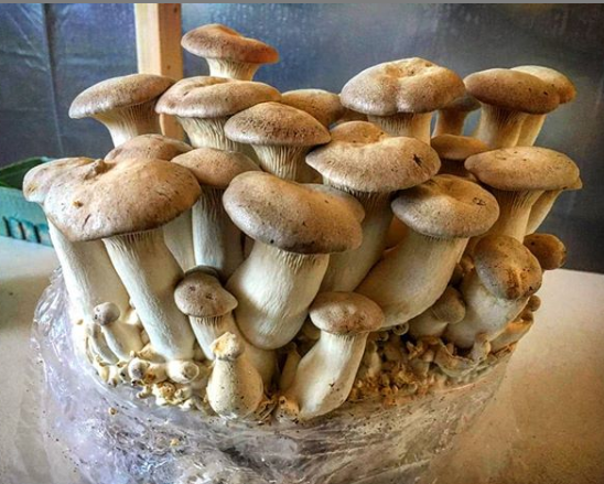 Where to Buy Mushroom Spores Online - Psychedelic Today King Oyster Mushroom Growing Kit