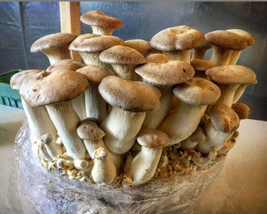 Shiitake - Lentinula edodes - straw-Strain - Sawdustspawn for