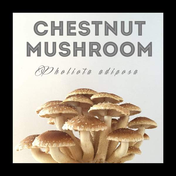 Chestnut Mushroom Plugs
