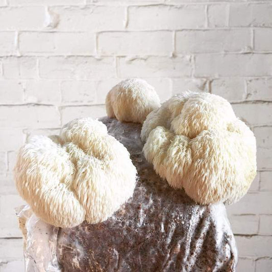Lion's Mane Grain Spawn